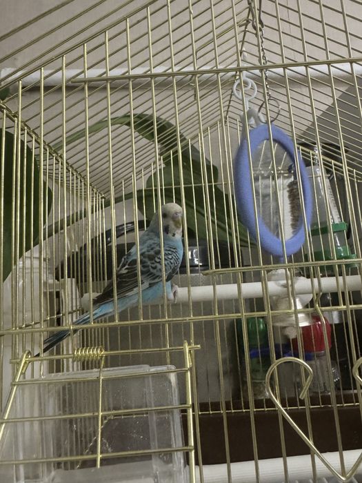 продам попугая голубого окраса