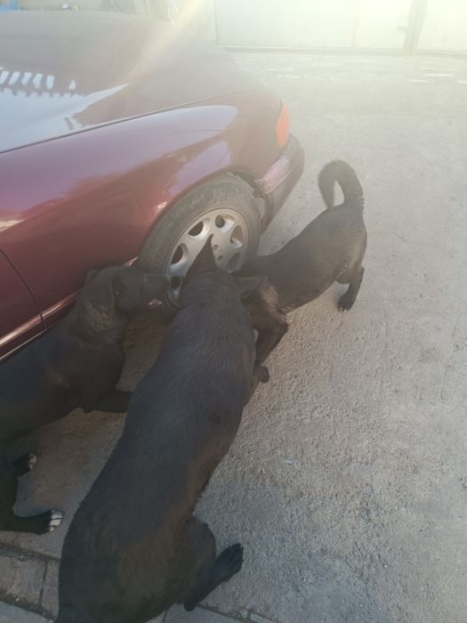 Продаю щенков овчарки