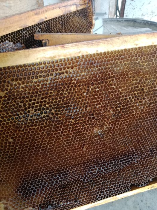 Рамки вошиной для пчел
