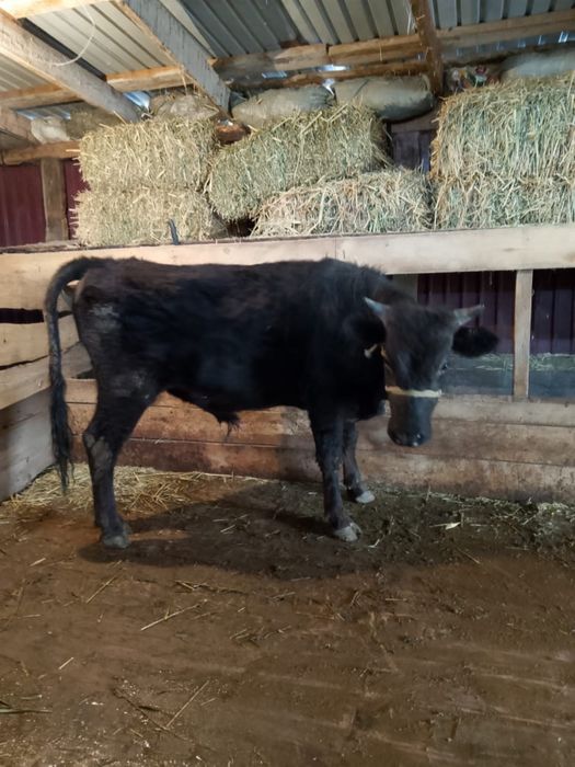 Бір жарым жасар бычок сатылады