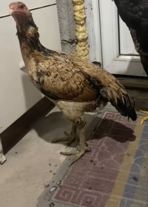 Дакан петух и курица майский