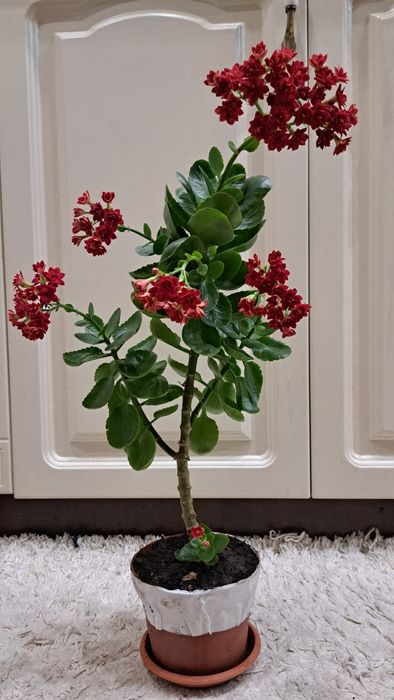 Цветы  комнатные