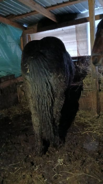 Mânjii de vânzare!