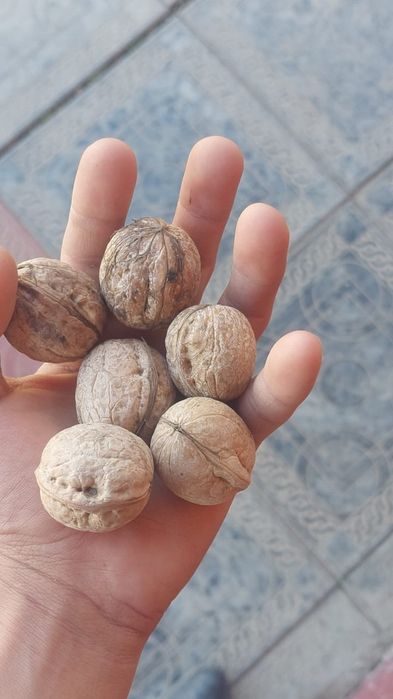 Орехи жанғақтар местный