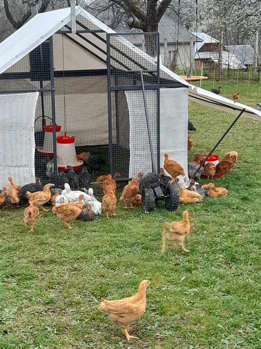 Pui zburați rasa mixta