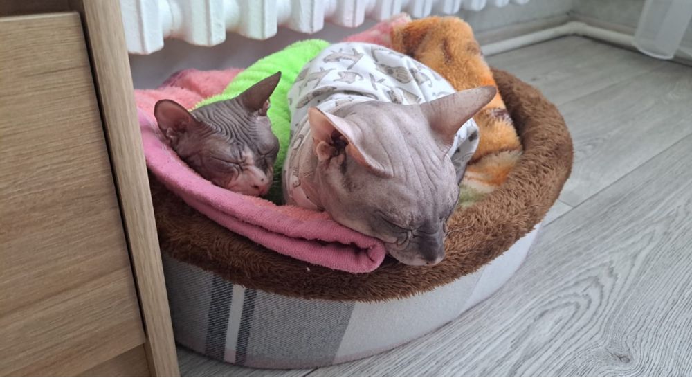 Продам котят Донского сфинкса