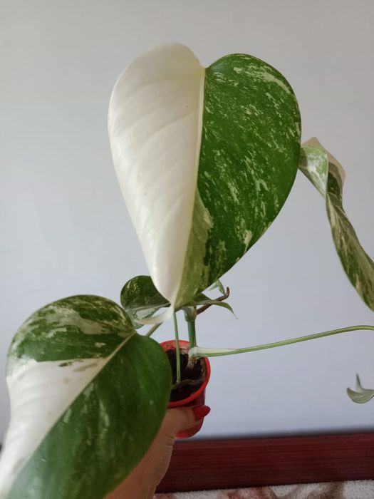 Продам Монстеру Альбо.