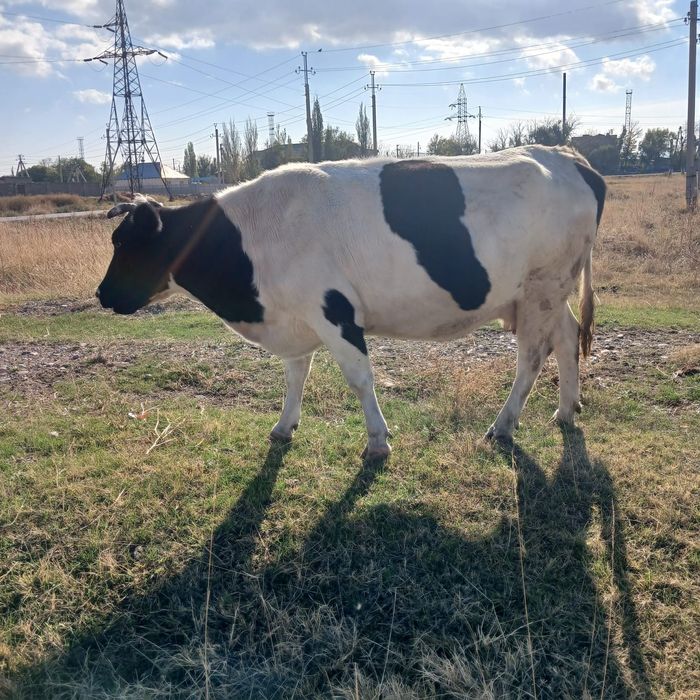 Продается корова откормленная