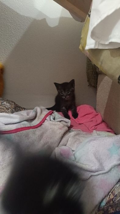 Отдам котят  ,1 месяц