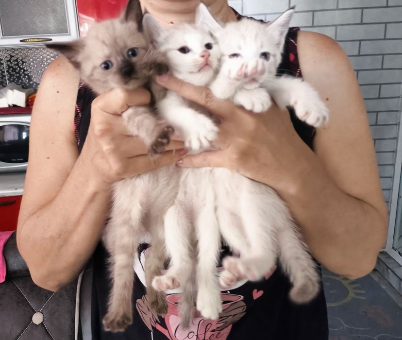 Отдаем котят в добрые руки