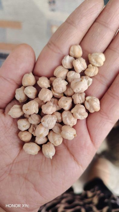 ERON No'xot sotiladi Dehqonchilik narxi 22 000 dan