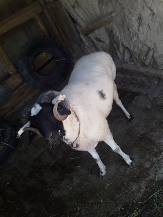 Toza 3 yoshar juda katta qőchqor sotiladi