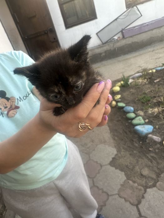 Отдам котят девочек