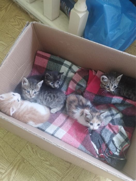 Отдам котят в хорошие руки