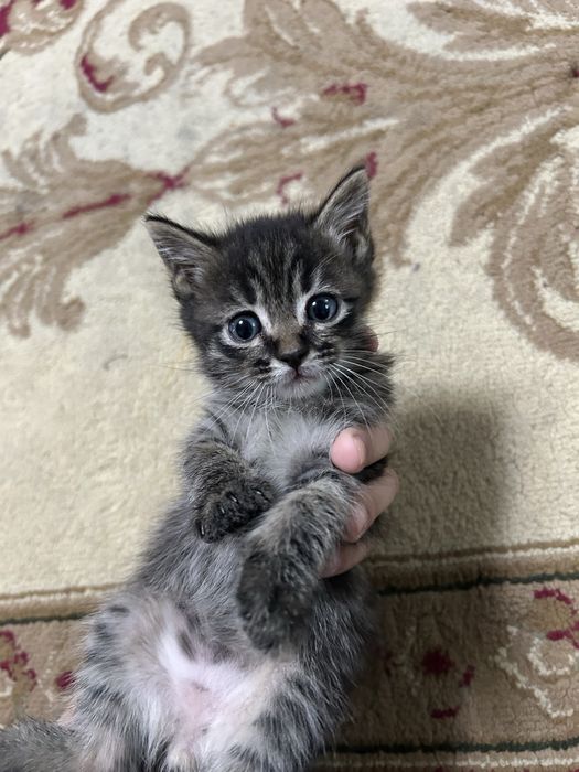 Продаю котятя породистые!