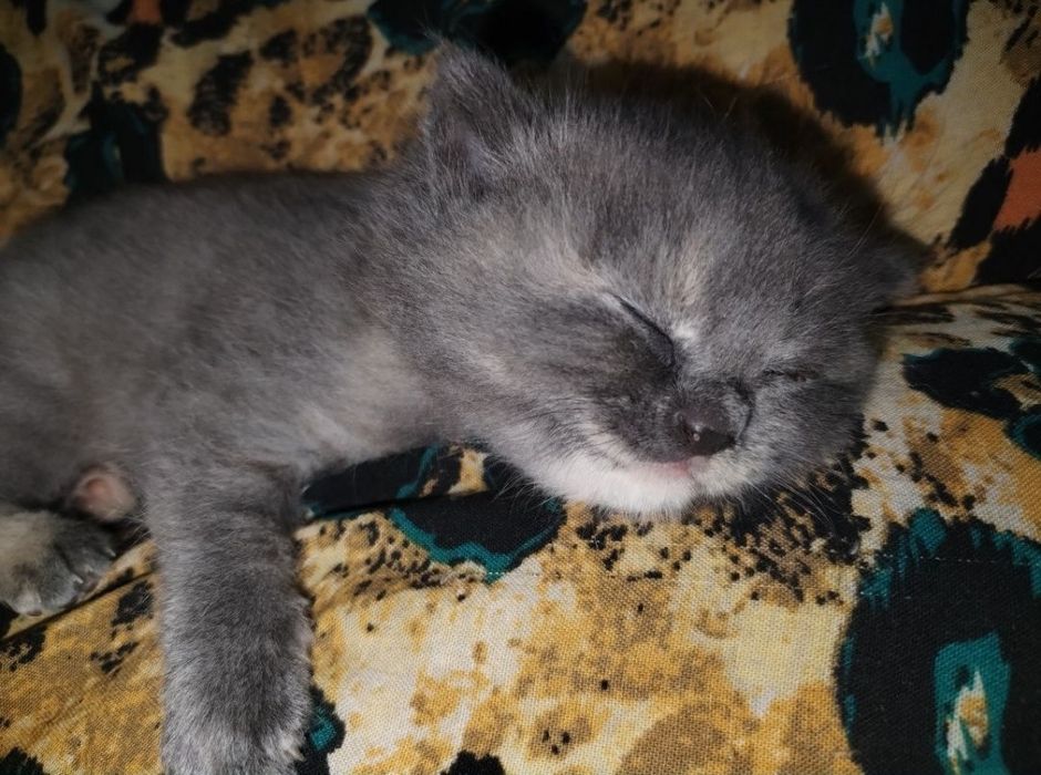 Придается котенки