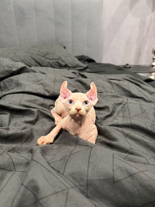 Очаровашки сфинксы бамбино и эльф