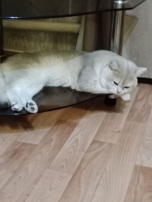 Продам Британский кот.