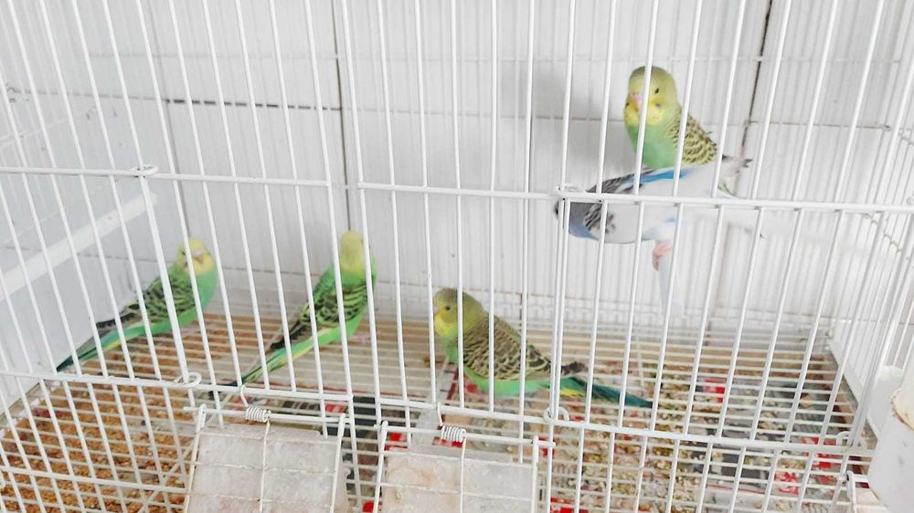 vand papagali perusi