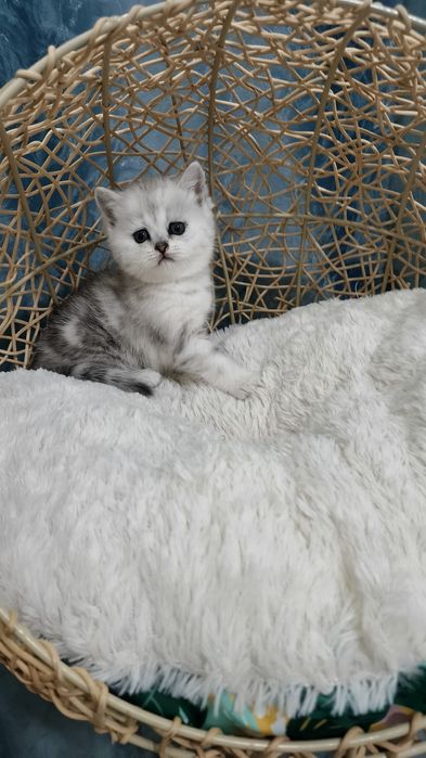 Продаётся девочка шотландская скоттиш-страйт окрас мрамор на серебре