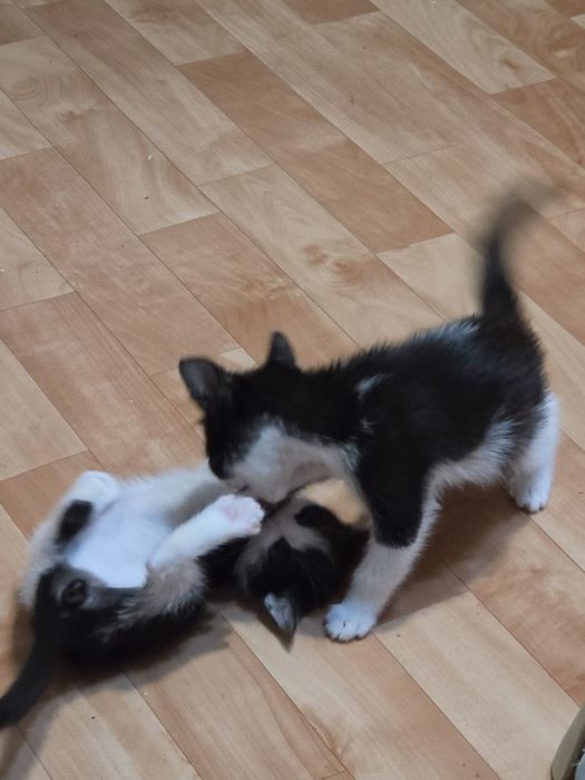 Отдам котят в доброе руки