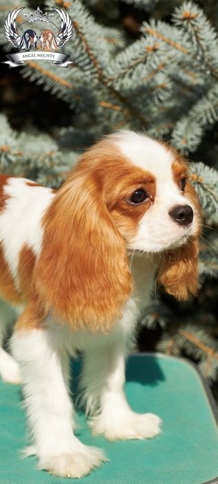 Кавалер Кинг Чарльз спаниель. Мальчик-5 месяцев.