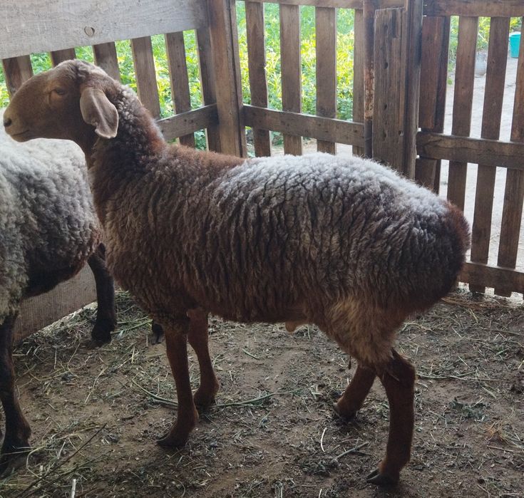 Семіз қойлар сатылады