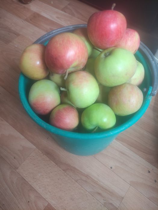 Продам дачные яблоки