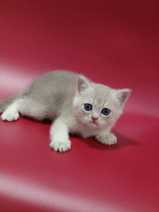 Котик шиншилла  ay25