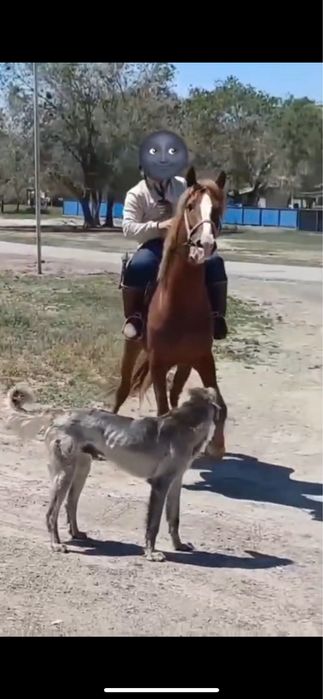Кокпар айгыр сатылады Айгыр