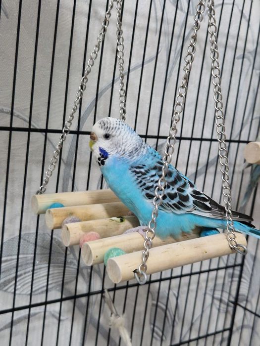 Продам попугайев