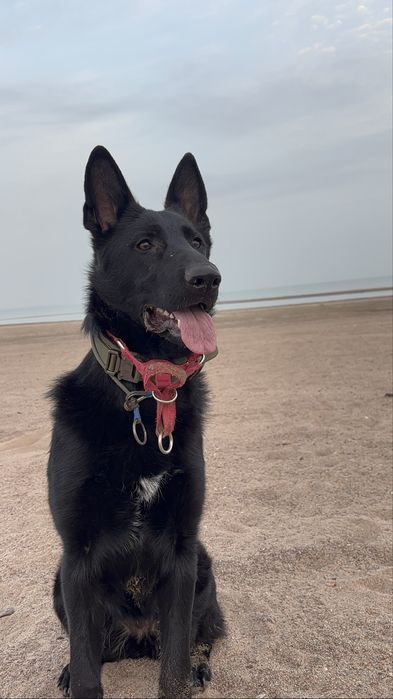 Продам немецкую овчарку