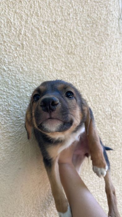 Щенки в хорошие руки! г. Шымкент