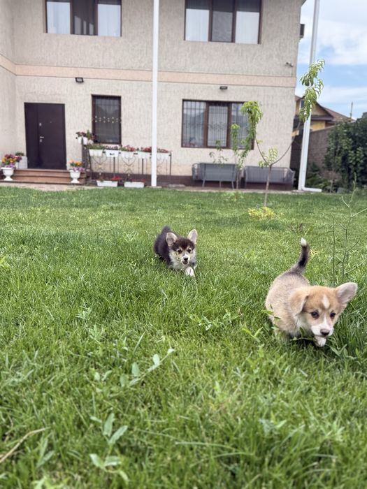 Вельш корги пемброк девочка