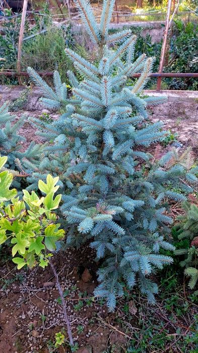 Yel archasi balandligi 1 metr