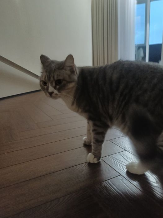 Кошка 2 года шотландка