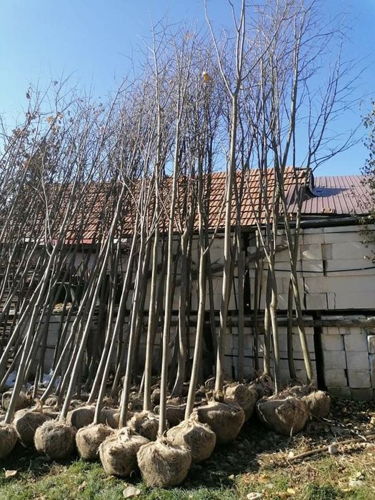 Mestecan si tei ofertă