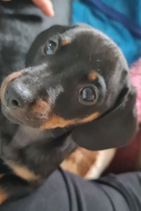 Catel teckel  dachshund