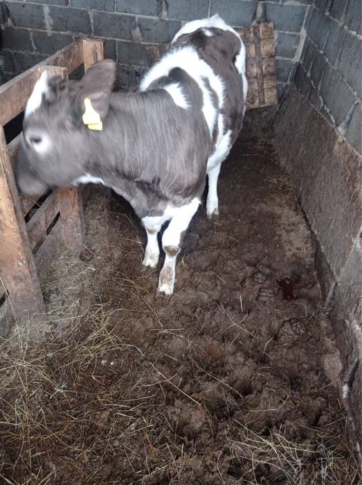 Продам срочно быков