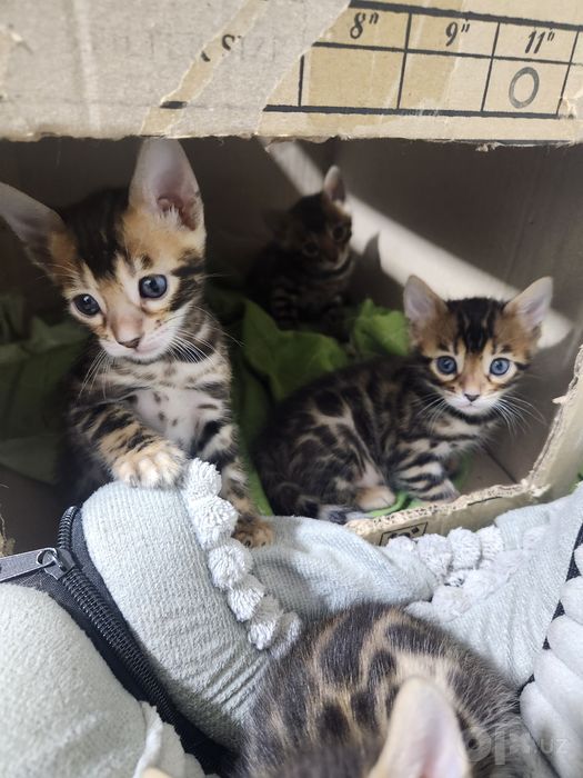 Bengal bolasi бенгальский котятя