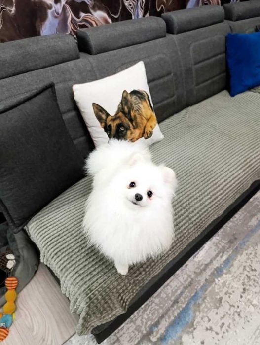 СРОЧНО отдаём в добрые руки