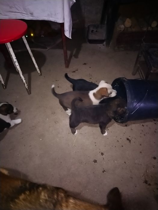 Donez  căței de talie mică