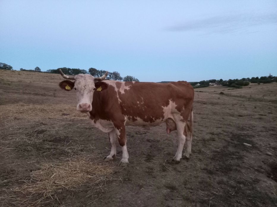 Vaca baltata românească