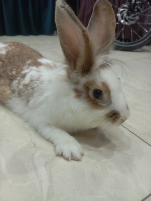 English Spot (английский пятнистый кролик)