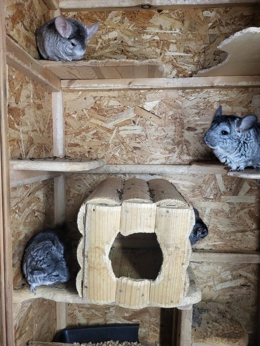 Срочно продам шиншилл.