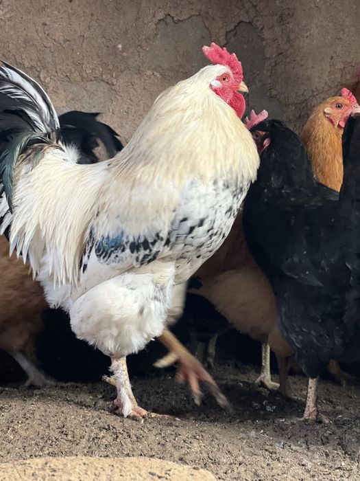 Қораздар  (петухи)