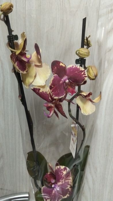 Продам Сортовые орхидеи
