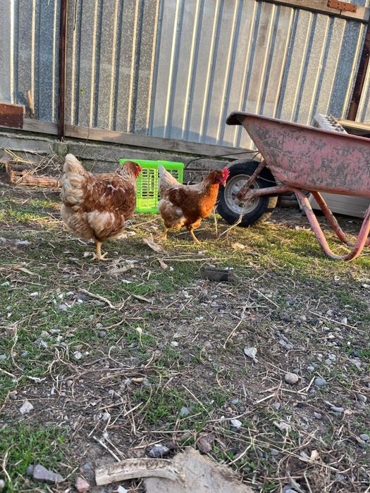 Ломан браун 11 месяцев