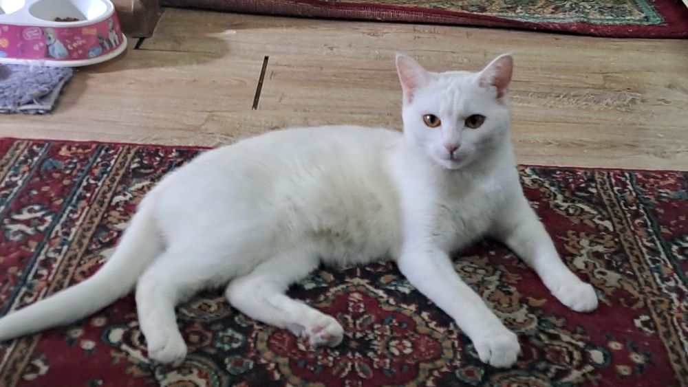Кошка,Девочка,1,8месяц домашний