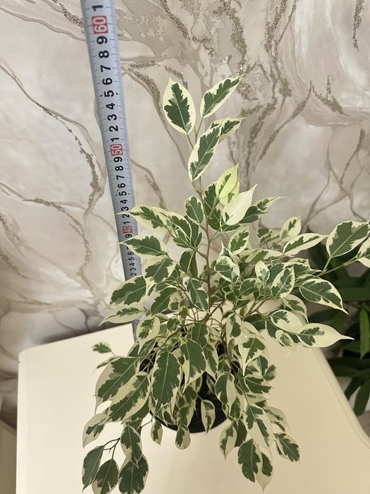 Комнатные цветочки